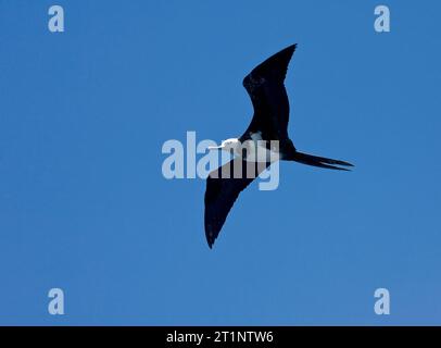 Unreifer Aufstieg Frigatebird (Fregata aquila) auf dem Flug über die Aufstiegsinsel im Zentrum des Atlantischen Ozeans am Äquator Stockfoto