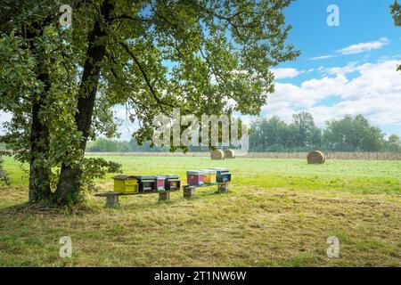 Bienenstöcke mit Bienen im Herbst auf dem Land Stockfoto