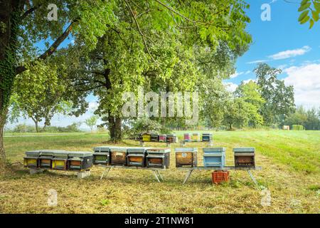 Bienenstöcke mit Bienen im Herbst auf dem Land Stockfoto