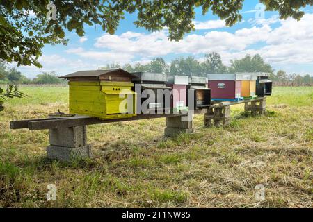 Bienenstöcke mit Bienen im Herbst auf dem Land Stockfoto