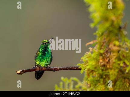 Männlicher westlicher Smaragd (Chlorostylbon melanorhynchus) im Westen Ecuadors. Stockfoto