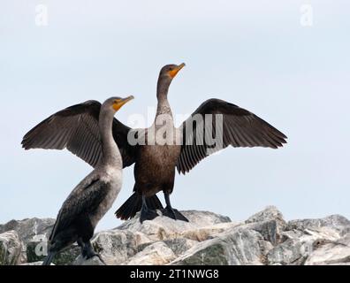 Farallon Double-Crested Cormorant (Phalacrocorax auritus albociliatus) an der Küste in Monterey Bay, Kalifornien, Nordamerika. Stockfoto