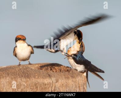 African Wire-tailed Swallow (Hirundo smithii smithii) in Gambia. Erwachsene füttern ihre Jungen. Stockfoto