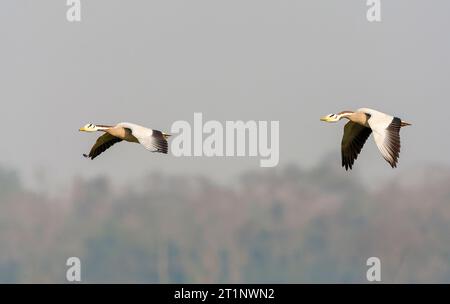 Überwintern der Bargans (Anser indicus) in Asien. Stockfoto