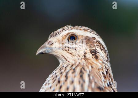 Gemeine Wachtel (Coturnix coturnix) während der Frühjahrswanderung in Eilat, Israel. Er wurde in der Vogelklingelstation von Eilat erwischt und angerufen. Stockfoto