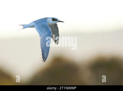 Forster's Tern (Sterna forsteri) in Kalifornien, USA. Fliegen entlang der Küste. Stockfoto