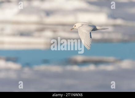 Adulte Elfenbeinmöwe (Pagophila eburnea) auf Svalbard, Nordnorwegen. Stockfoto