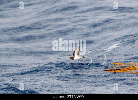 Graurückensturmsturmsturmsturmvogel (Garrodia nereis) im Flug über den pazifischen Ozean des subantarktischen Neuseelands. Futter über schwimmenden Kelp. Stockfoto