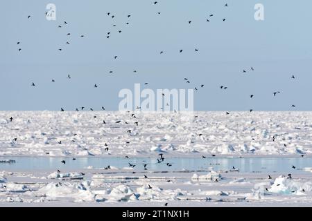 Little Auk (Alle) während der Sommersaison auf Spitsbergen im arktischen Norwegen. Riesige Schar kleiner Auken über dem Treibeis. Stockfoto