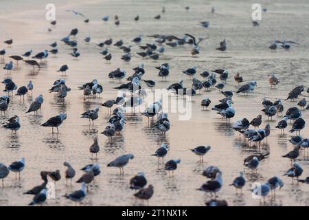 Little Black-Back Gulls (Larus fuscus) in den Niederlanden. Riesige Herde, die am Strand ruht. Stockfoto