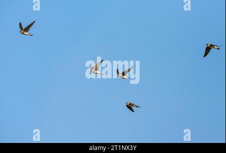 Sand Martin (Riparia riparia) in der Nähe der Kolonie in den Niederlanden. Stockfoto