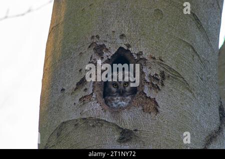 Tengmalms Eule (Aegolius funereus) mit Blick aus einem Nestloch in einem Baum in Belgien. Stockfoto