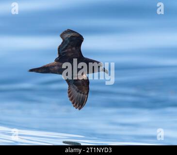 Graugesichtiger Petrel (Pterodroma gouldi), der in Neuseeland mit Hintergrundbeleuchtung über dem Wasser fliegt. Stockfoto