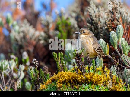 Tawny Antpitta (Grallaria quitensis quitensis) am Papallacta-Pass in Ecuador. Auf dem Boden stehend in Paramovegetation. Stockfoto