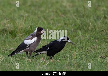 Australische Elster (Gymnorhina tibicen) in Neuseeland. Erwachsener mit seinen Jungen auf einem Rasen. Stockfoto