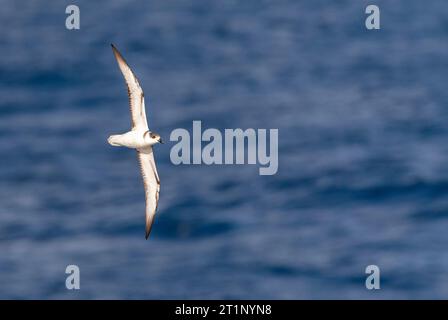 Weißnackenfalke (Pterodroma cervicalis) über den pazifischen Ozean nördlich von Neuseeland. Stockfoto