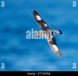 Kap Petrel (Daption capense australe) auf See im Pazifischen Ozean des subantarktischen Neuseelands. Auch Kap oder Pintado Petrel genannt. Stockfoto