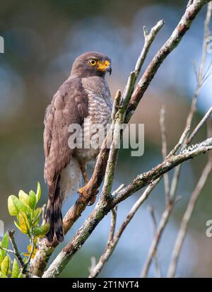 Straßenfalke (Rupornis magnirostris occiduus) in Peru. In einem Baum. Stockfoto