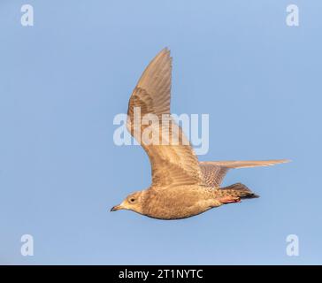 Überwintern zweites Kalenderjahr Island Möwe (Larus glaucoides) fliegt über arktischen Hafen in Varangerfjord, Nordnorwegen. Stockfoto