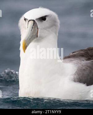 Weißer Albatross (Thalassarche Steadi), der im pazifischen Ozean vor Kaikoura, Südinsel, Neuseeland, schwimmt. Stockfoto