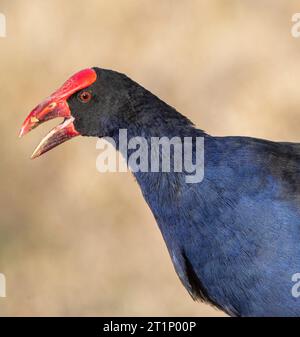 Der australasische Sumpfer (Porphyrio melanotus), auch bekannt als Pukeko. Ich rufe Vogel aus der Nähe an. Stockfoto