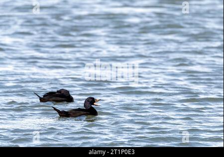 Wintermännlicher gemeiner Scoter (Melanitta nigra), der im Hafen von IJmuiden, Niederlande, schwimmt. Stockfoto