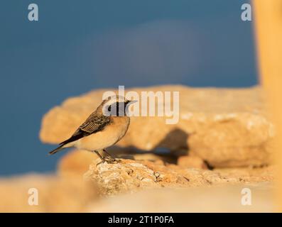 Herbstlicher männlicher Rattenläufer (Oenanthe pleschanka) während der Herbstwanderung in Kap Kaliakra, Bulgarien. Auf einer alten Ruine sitzen. Stockfoto