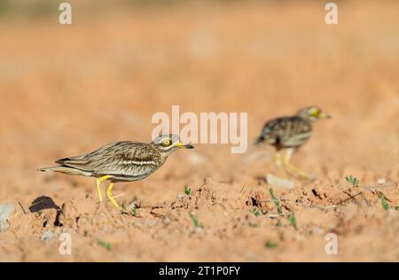 Eurasischer Steinbrecher (Burhinus oedicnemus) auf einem landwirtschaftlichen Feld in der Nähe von Belchite, Spanien. Stockfoto