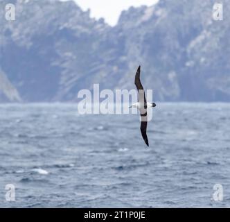 Erwachsene Weißdeckelbatros (Thalassarche steadi) fliegen vor den Schlingen im subantarktischen Neuseeland. Stockfoto