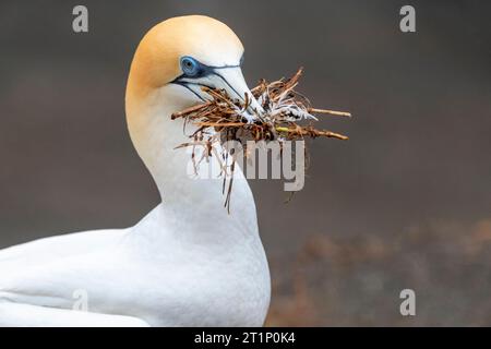 Australasian Gannet (Morus Serrator), auch bekannt als Australian Gannet, in Neuseeland. Nestmaterial für Erwachsene. Stockfoto