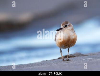 Neuseeländischer Dotterel (Charadrius obscurus) an der Küste der Nordinsel, Neuseeland. Erwachsener am Strand. Stockfoto