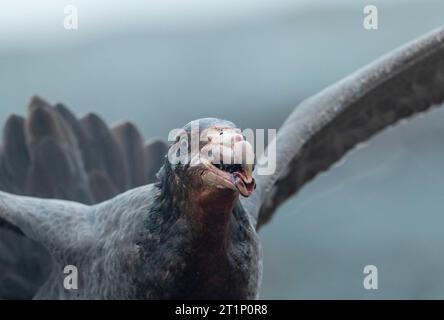 Nördlicher Riesensturmvogel (Macronectes halli) auf Macquarie Island, Australien. Auch bekannt als Hall's Giant Petrel. Er isst von einem toten Südseelefant Seal Stockfoto