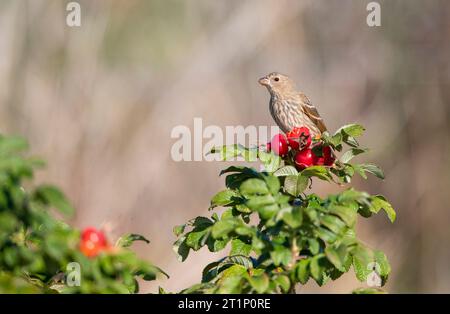 Rosenfink, Carpodacus erythrinus), die von den Rosenberriern in Vlieland, Niederlande, gegessen werden. Stockfoto