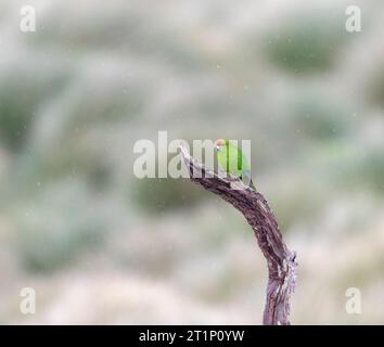 Aucklands Roter Papageiensittich (Cyanoramphus novaezelandiae novaezelandiae), auch bekannt unter seinem Maori-Namen Kakariki. Enderby Island, Aucklan Stockfoto