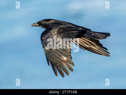 Aaskrähe (Corvus corone) in Katwijk, Niederlande. Flug über den Nordseestrand. Stockfoto