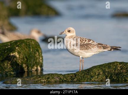 Erste Wintermöwe (Ichthyaetus melanocephalus) an der Nordseeküste von Katwijk, Niederlande. Stockfoto