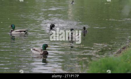 Enten schwimmen in einem Teich, getuftete Enten jagen einen anderen Vogel, großes Foto Stockfoto