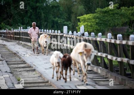 Mann und Kühe gehen auf einer Holzbrücke in der Nähe der Insel Majuli, Assam, Indien Stockfoto