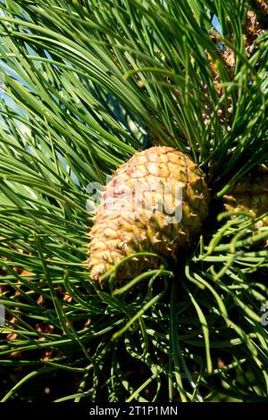 Northern Pitch Pine Cone Pinus rigida Stockfoto