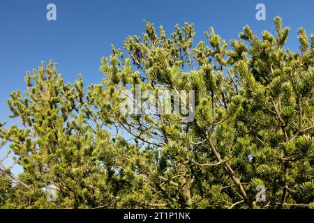 Two-Nadel-Kiefer, Colorado Pinyon-Kiefer, Pinus edulis, Pinyon-Kiefer, Baum, Verzweigungen Stockfoto