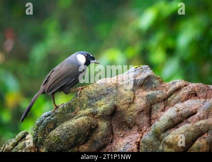 Schwarzkehlchen (Pterorhinus chinensis) thront auf einem Felsen im dunklen Unterbau des Dschungels im Südosten Chinas. Stockfoto