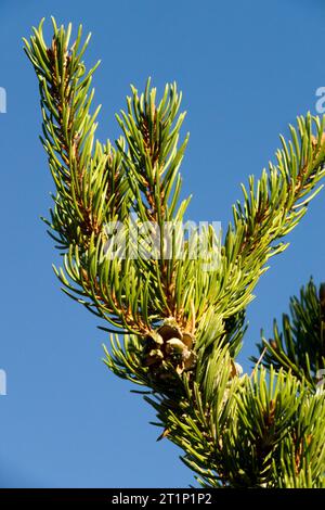 Zweinadelige Pinonkiefer, Pinyonkiefer, Rocky Mountain Pinyonkiefer, Colorado Pinyonkiefer, Nusskiefer, zweinadelige Kiefer, Pinus edulis Branch, Nadeln Stockfoto