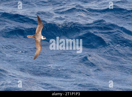 Weißnackenfalke (Pterodroma cervicalis) über den pazifischen Ozean nördlich von Neuseeland. Stockfoto