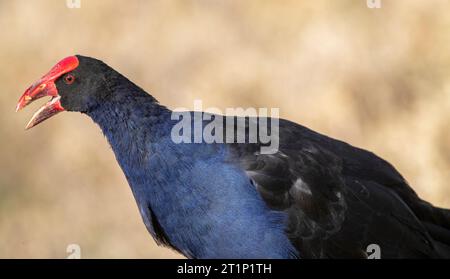 Der australasische Sumpfer (Porphyrio melanotus), auch bekannt als Pukeko. Ich rufe Vogel aus der Nähe an. Stockfoto