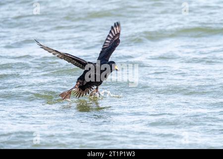 Männlicher gemeiner Scoter (Melanitta nigra), der auf dem Wasser der Nordsee am Zuidpier von IJmuiden, Niederlande, landet. Stockfoto