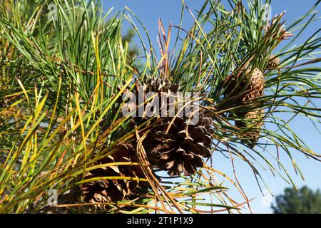 Weibliche Kegel, Lodgepole Kiefer, Kegel, Pinus, Nadeln, Ast, Pinus contorta, Kegel, Kiefer, Nadelbäume Stockfoto