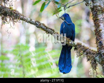 Adult Blue Coua (Coua caerulea) in einem Baum im tropischen Regenwald auf Madagaskar. Stockfoto