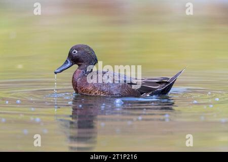 Braunblaugrün (Anas chlorotis) im Tawharanui Regional Park, Auckland, im Nordosten Neuseelands, Nordinsel. Stockfoto