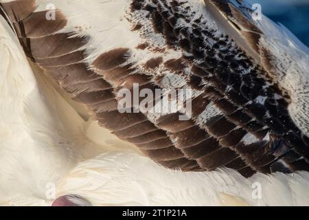 Nahaufnahme der Federn des Flügels eines erwachsenen Gibson's Albatross (Diomedea gibsoni) Stockfoto
