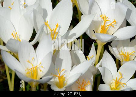 Weißer Biebersteins crocus, Crocus speciosus 'Albus', Herbstkrokus, Krokusse Stockfoto